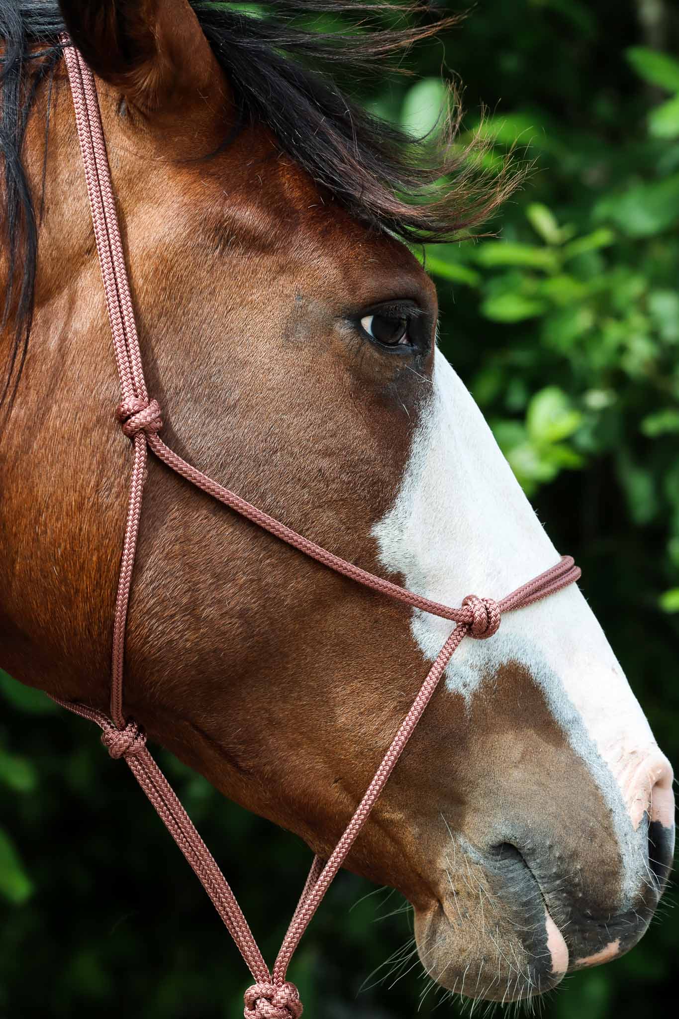 Licol Ethologique, Vieux Rose - Brockamp